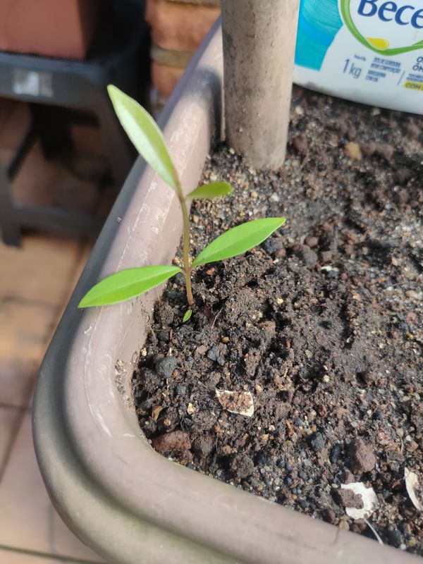 Identificação da planta Cereja-do-rio-grande por foto