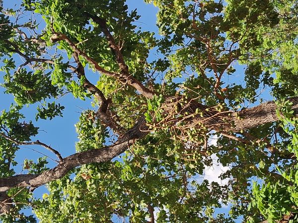 Identificação da planta néré por foto