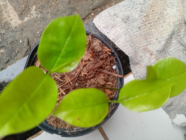 Identificação da planta Combava - mutação por foto