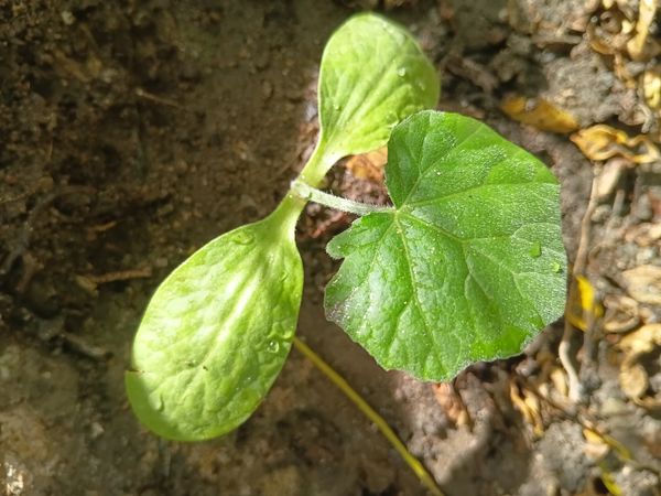 Identificação da planta Melão por foto
