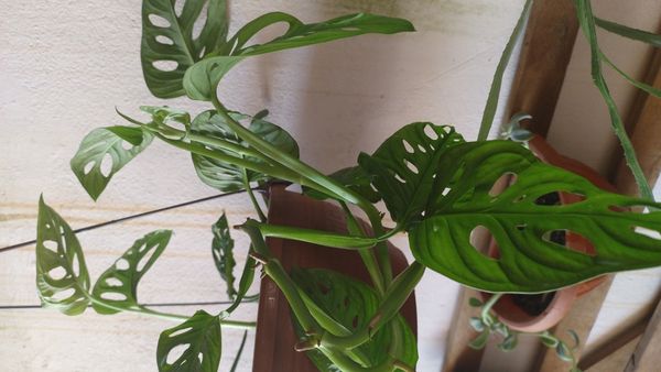 Identificação da planta Costela de Eva por foto