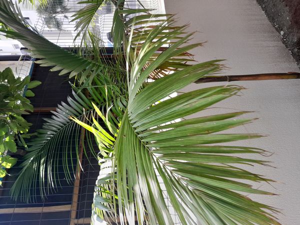 Identificação da planta Palmeira-real-australiana por foto