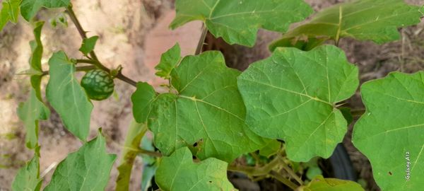Identificação da planta Juá-bravo por foto