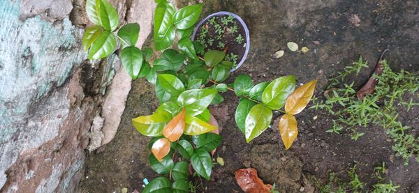 Identificação da planta Pitanga por foto
