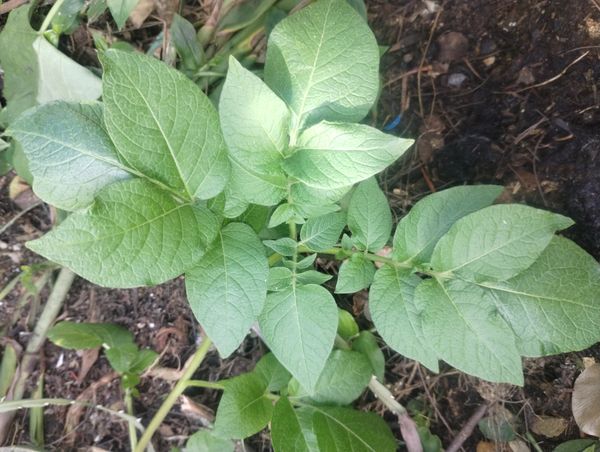 Identificação da planta Batata-inglesa por foto