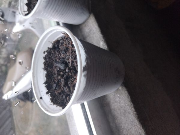 Identificação da planta Mogno-africano por foto