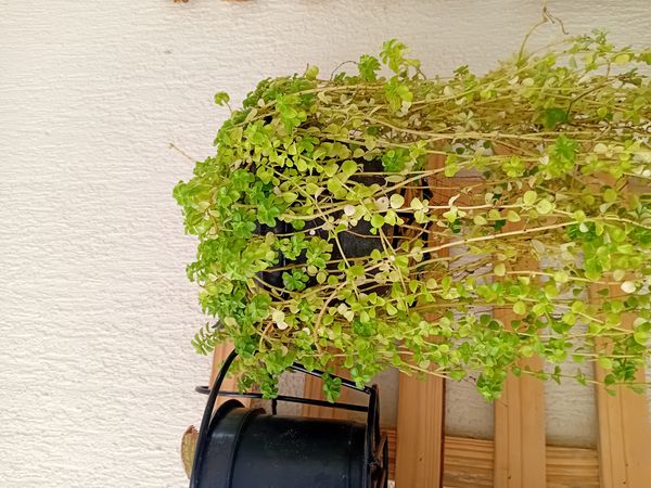 Identificação da planta Lágrima-de-bebê por foto