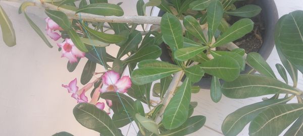 Identificação da planta Rosa do deserto por foto