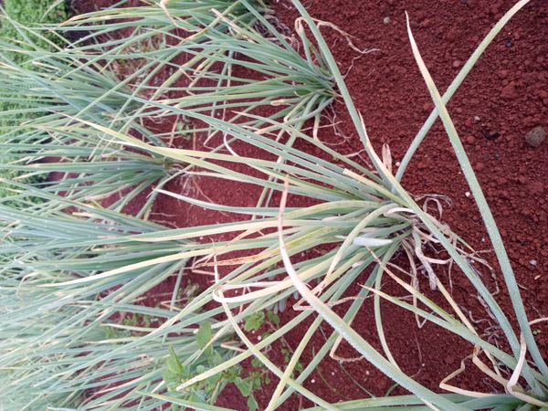 Identificação da planta Cebolinha por foto