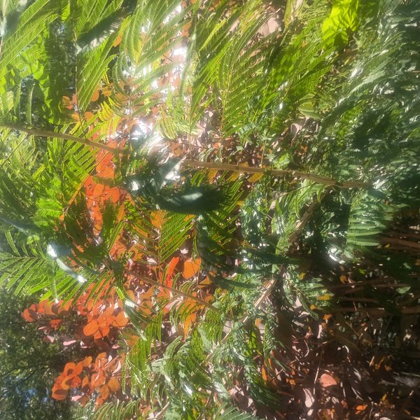 Identificação da planta Pau-ferro por foto