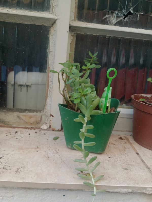 Identificação da planta sedum por foto