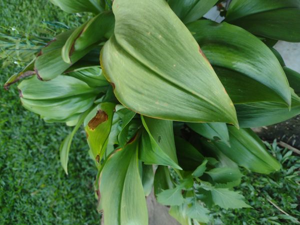 Identificação da planta Lírio do Amazonas por foto