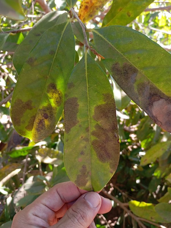 Identificação da planta Graviola por foto