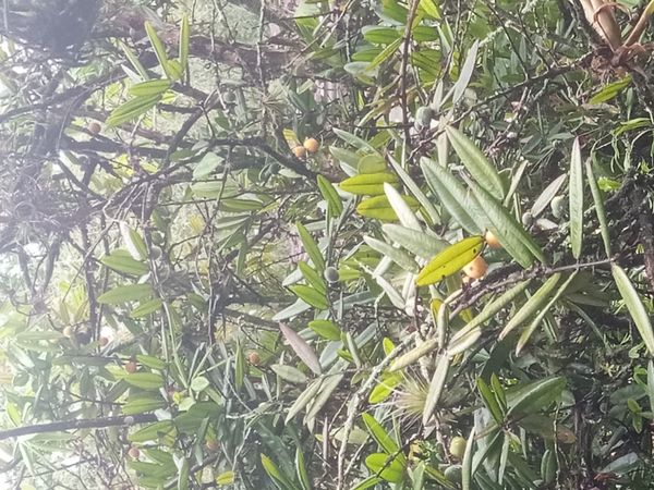 Identificação da planta Cabeludinha por foto