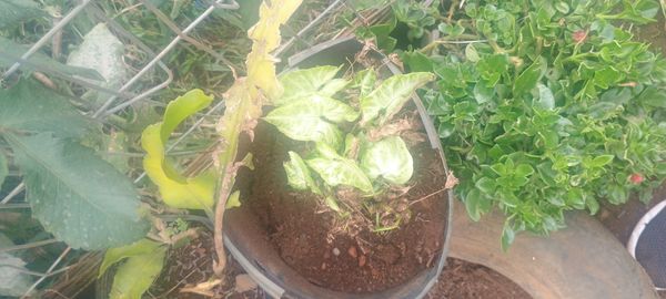 Identificação da planta Singônio por foto