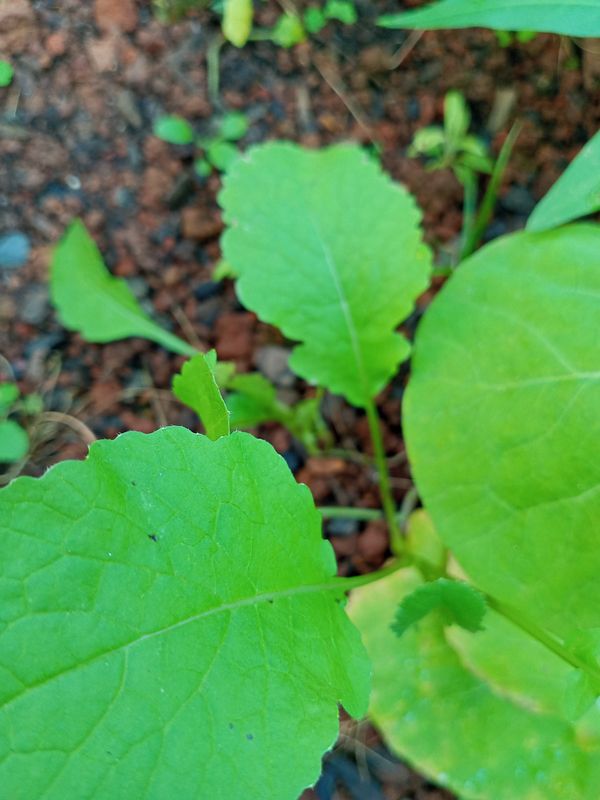 Identificação da planta Nabo-bravo por foto