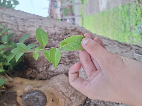 Identificação da planta Cereja-do-mato por foto