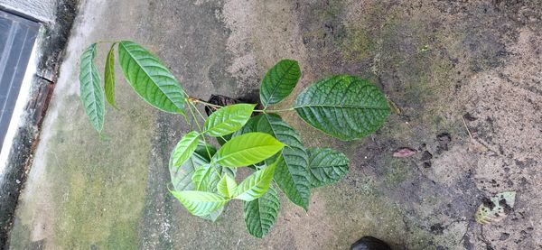 Identificação da planta Mogno por foto