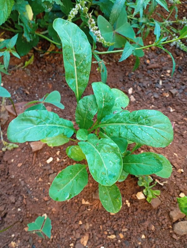 Identificação da planta Rúcula por foto