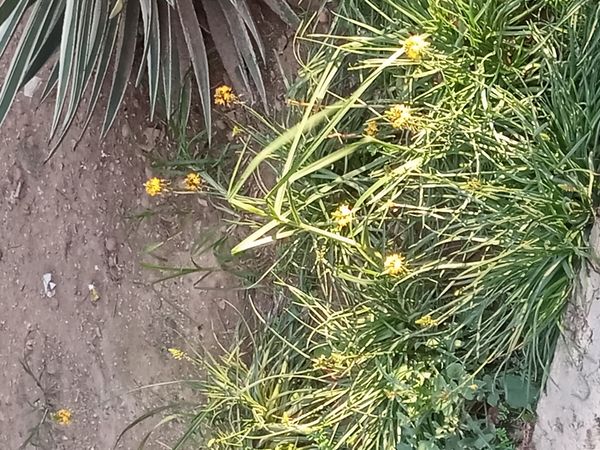 Identificação da planta Babosa por foto