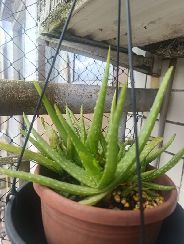 Identificação da planta Babosa por foto
