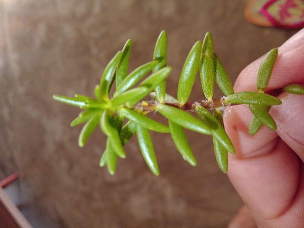 Identificação da planta Onze horas por foto