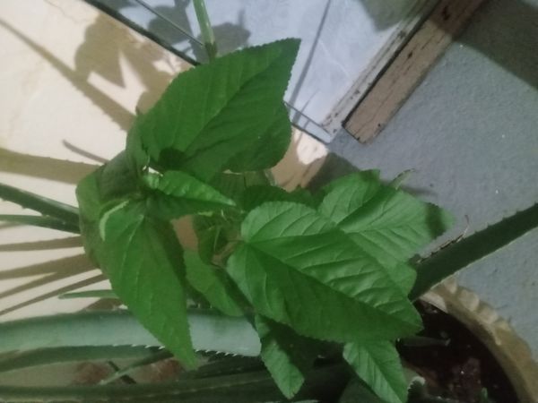 Identificação da planta Amora-do-mato por foto