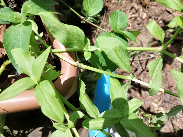 Identificação da planta Cipó-uva por foto