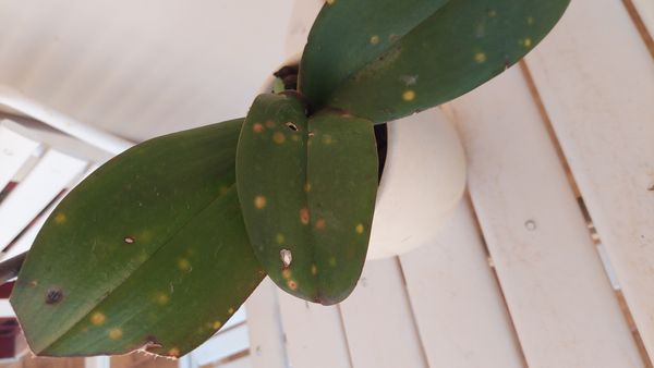 Identificação da planta Orquídea-Phalaenopsis por foto