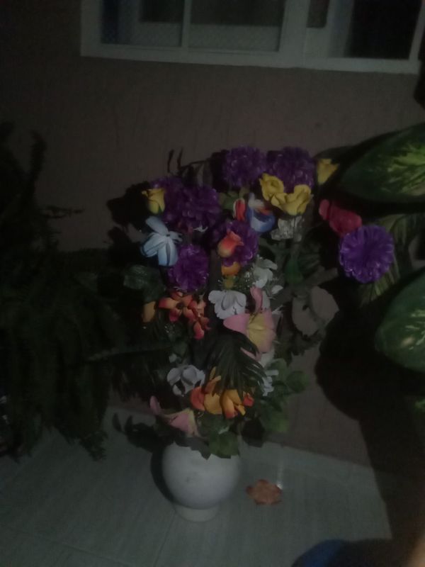Identificação da planta Orquídea bambu por foto