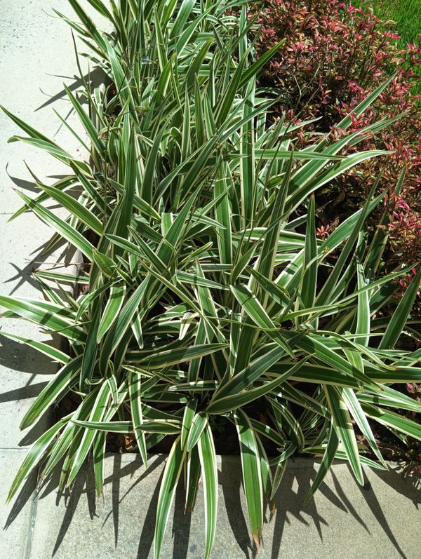 Identificação da planta Clorofito por foto
