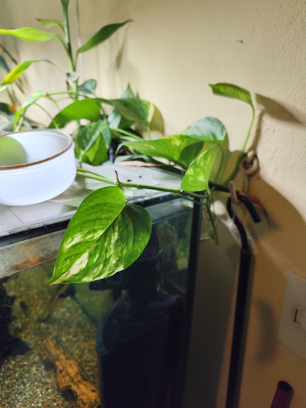 Identificação da planta Jiboia por foto