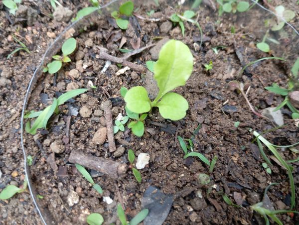 Identificação da planta Alface por foto