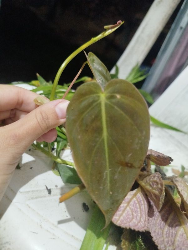 Identificação da planta Filodendro preto por foto