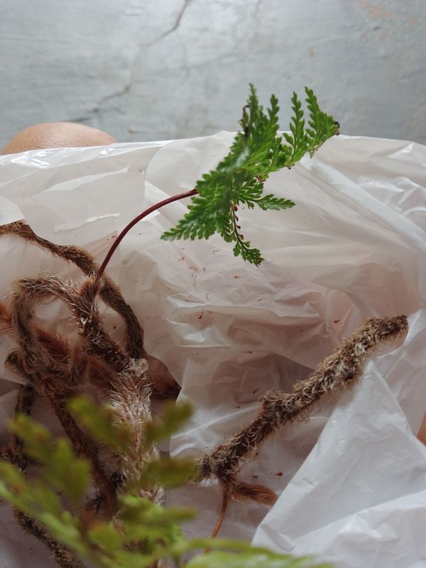 Identificação da planta Renda Portuguesa por foto