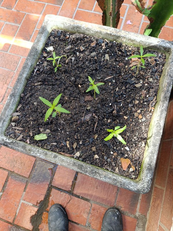 Identificação da planta Zinnia por foto