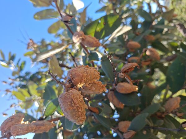 Identificação da planta Pau-terra por foto