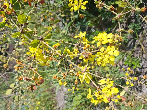 Identificação da planta Nenhum nome popular conhecido por foto
