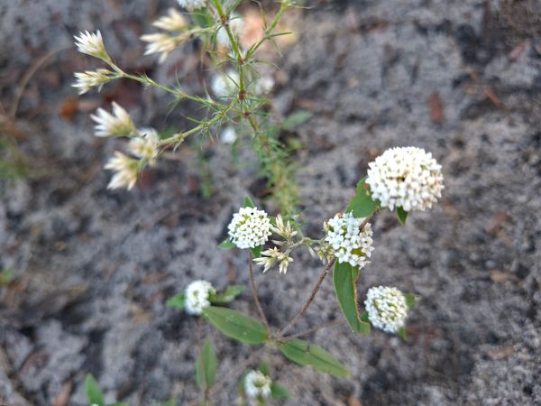 Identificação da planta Sem nome popular conhecido por foto