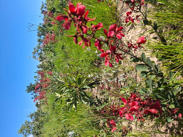 Identificação da planta Sem nome popular conhecido por foto