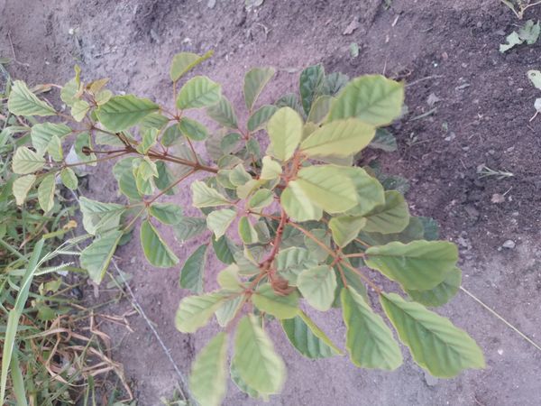 Identificação da planta Ipê-amarelo por foto