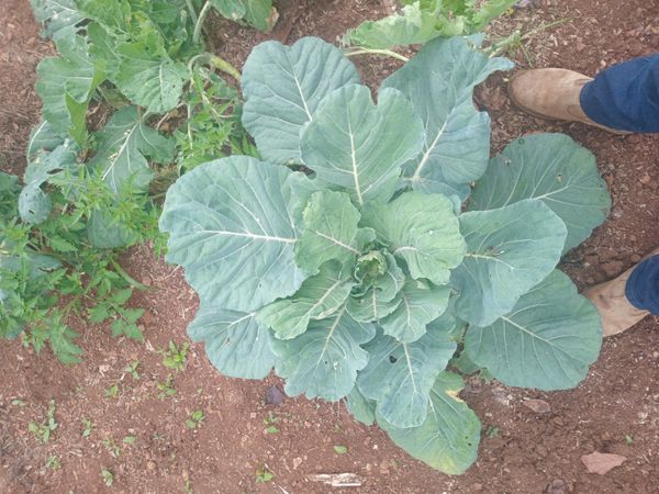 Identificação da planta Couve por foto