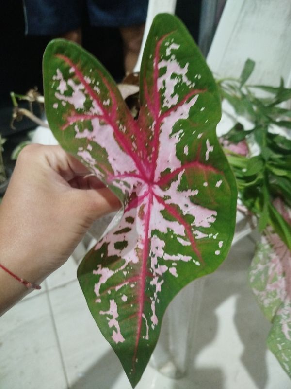 Identificação da planta Tinhorão por foto