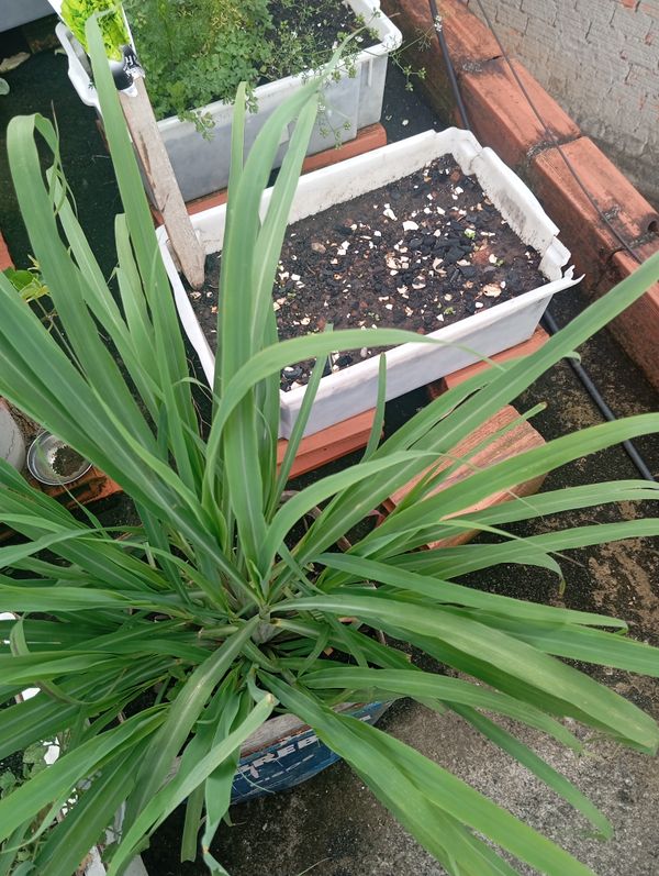 Identificação da planta Capim-limão por foto
