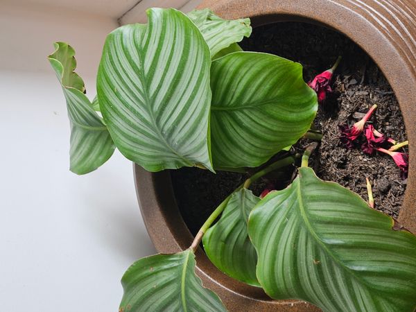 Identificação da planta Maranta-prateada por foto