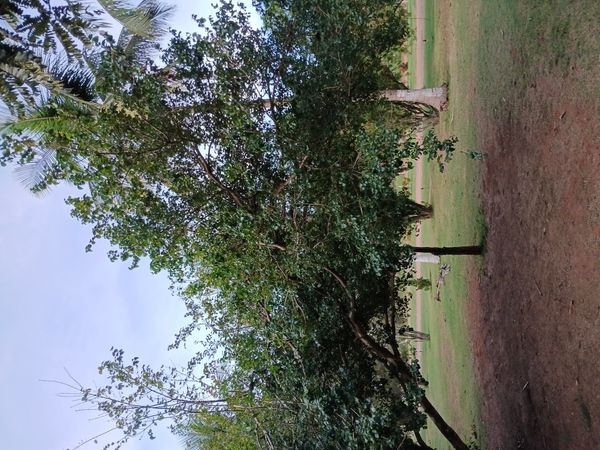 Identificação da planta bordo por foto