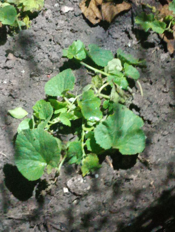 Identificação da planta Melão por foto