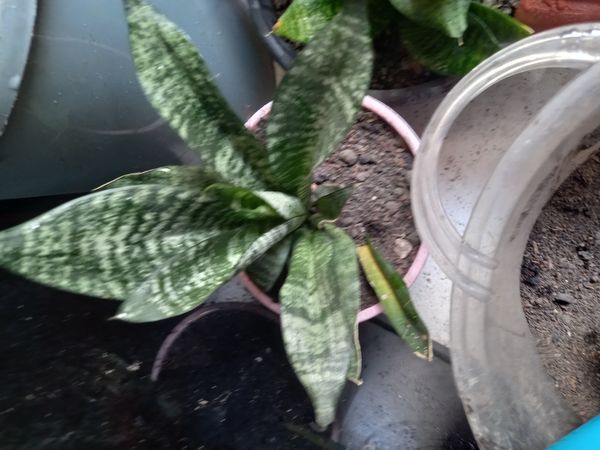 Identificação da planta Espada de São Jorge por foto