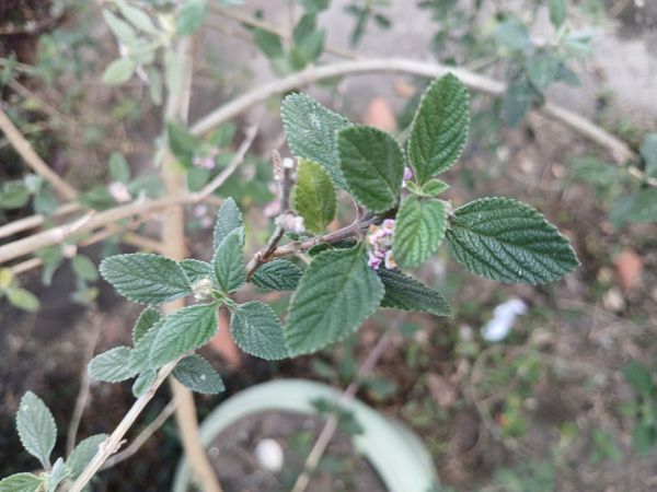 Identificação da planta Cidreira por foto