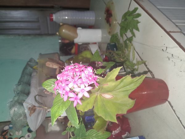 Identificação da planta Estrela-do-egito por foto